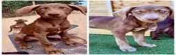 Mixed Breed dogs for sale: Waiting to Go -Stunning Husky Shepherd x Weim Boys - Advert 1
