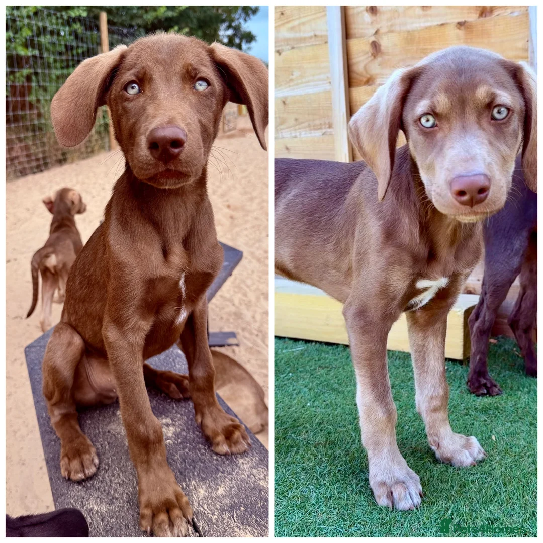 Mixed Breed dogs for sale: Waiting to Go -Stunning Husky Shepherd x Weim Boys - Advert 1