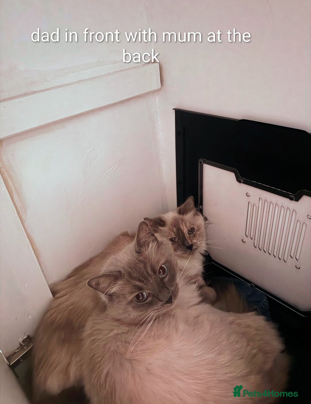 Ragdoll cats Beautiful ragdoll kittens  - Advert 2