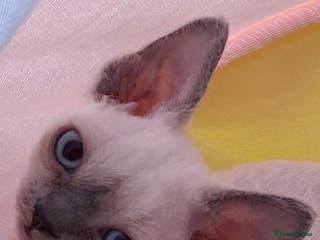 Devon Rex cats 🌸 Devon Rex with blue eyes FIFE registered 🌸 - Advert 18