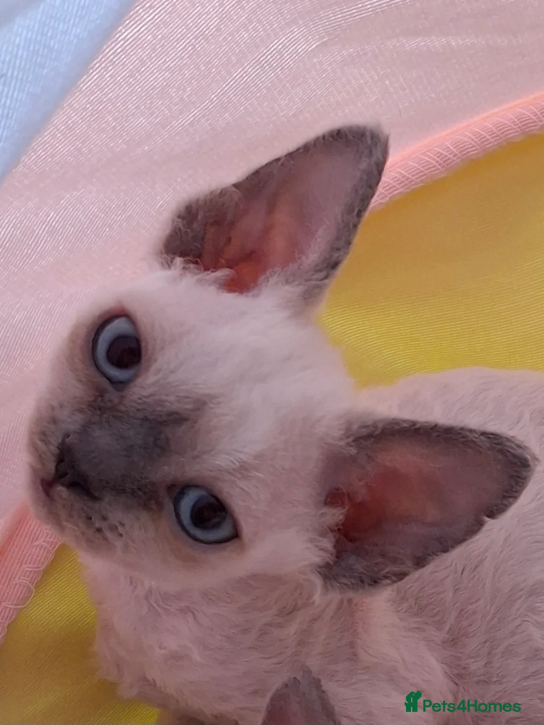 Devon Rex cats for sale: 🌸 Devon Rex with blue eyes FIFE registered  🌸 - Advert 5