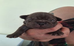 French Bulldog dogs for sale: 5 Beautiful French bulldogs - Image 28