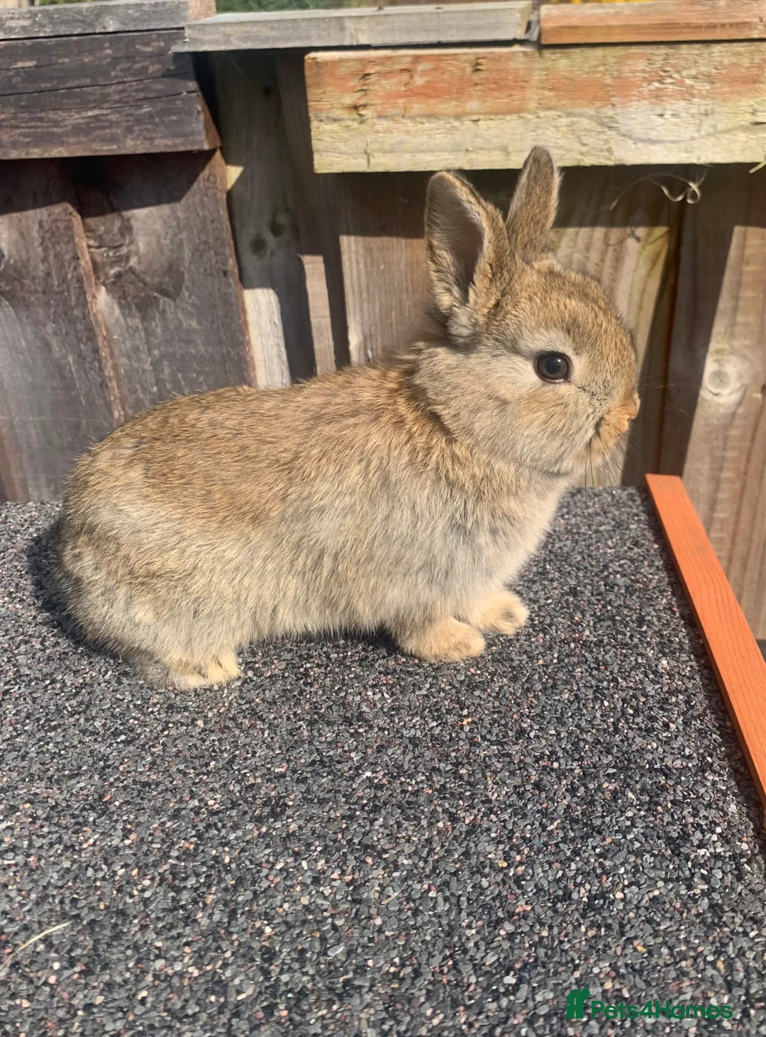 Netherland Dwarf rabbits for sale: Netherland Dwarf Cross Baby Rabbits  in Preston - Advert 9