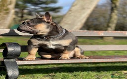 French Bulldog dogs for stud: Best producer known around  in Leigh - Image 11