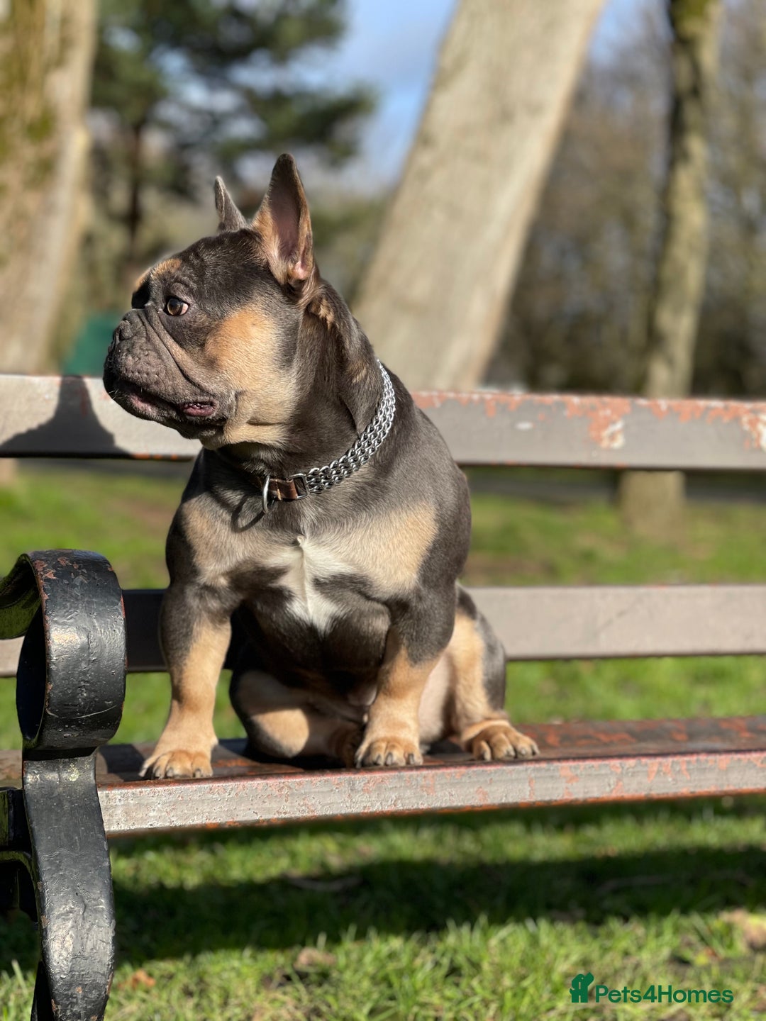 French Bulldog dogs for stud: Best producer known around  in Leigh - Image 11