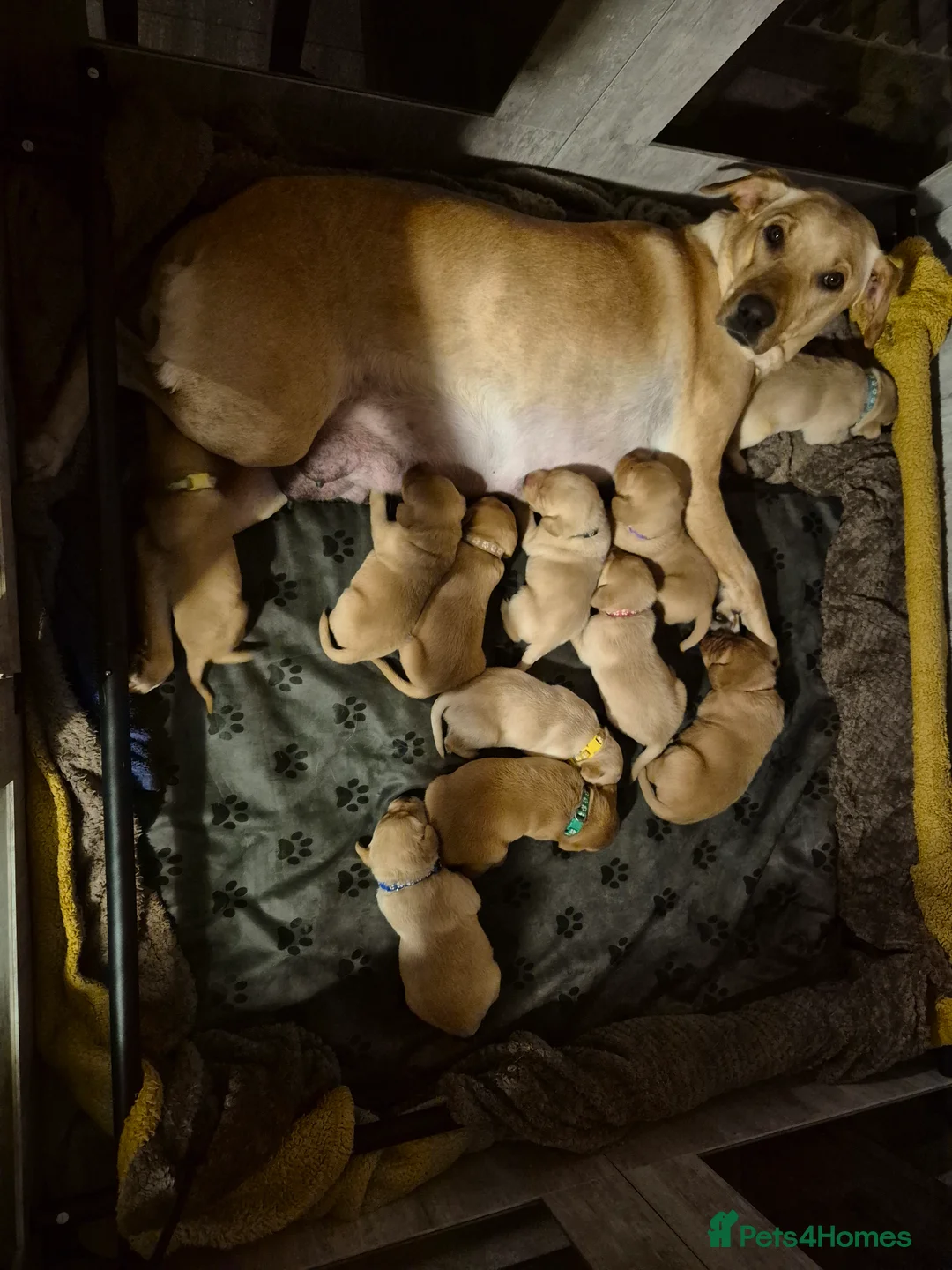 Labrador Retriever dogs for sale: Pedigree KC registered labrador pups. - Advert 6