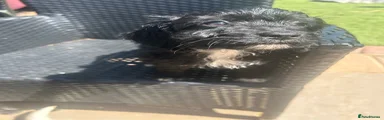 Cockapoo Puppy 2