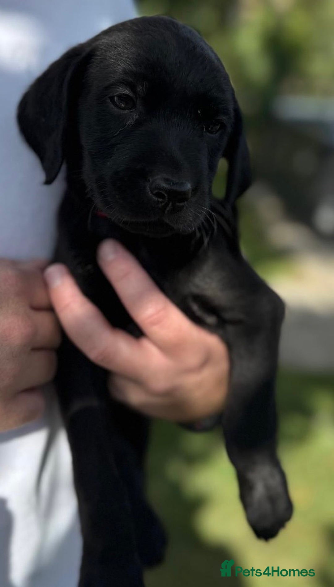 Labrador Retriever dogs for sale: KC Registered Black Labrador Pups 🐾 - Image 3