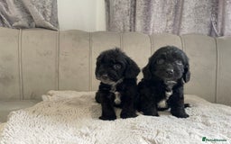 Cockapoo dogs for sale: Cockapoo puppy’s ready Wednesday  - Image 2