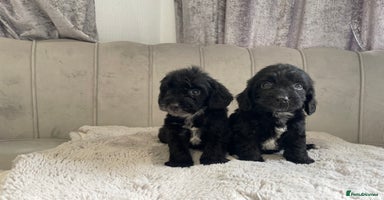 Cockapoo dogs - Advert 4