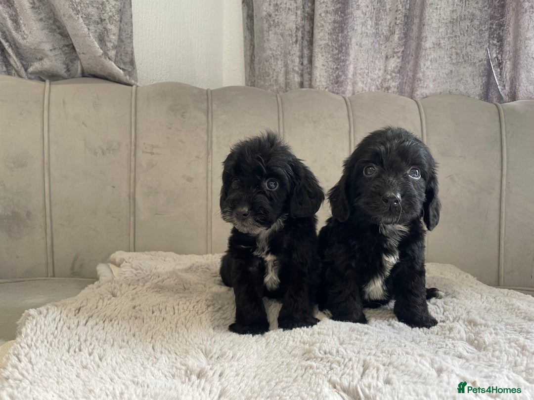 Cockapoo dogs for sale: Cockapoo puppy’s ready Wednesday  - Image 2