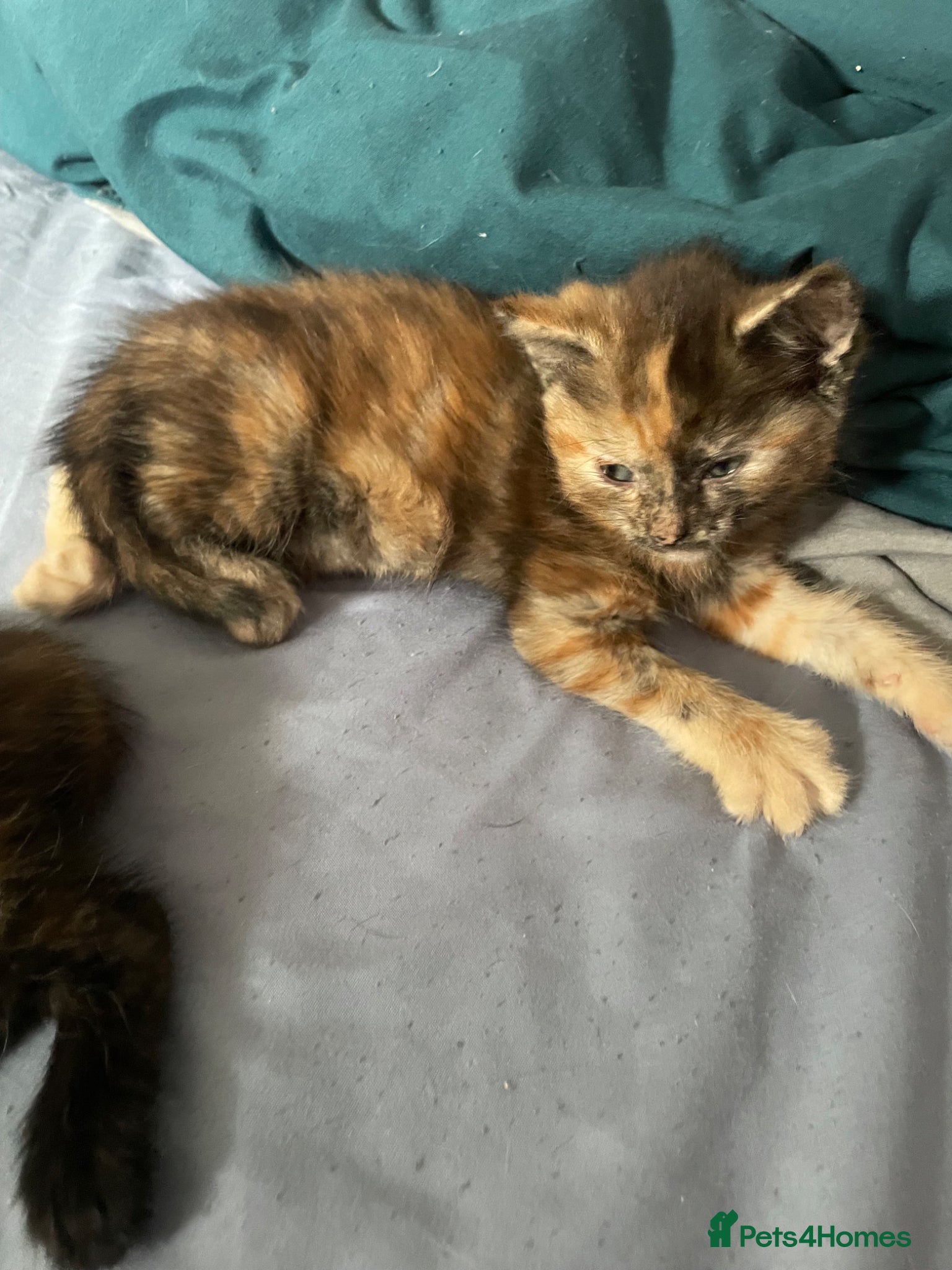 Mixed Breed cats 3 kittens looking for there forever home…………………….. - Advert 2