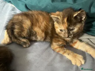 Mixed Breed cats 3 kittens looking for there forever home…………………….. - Advert 2