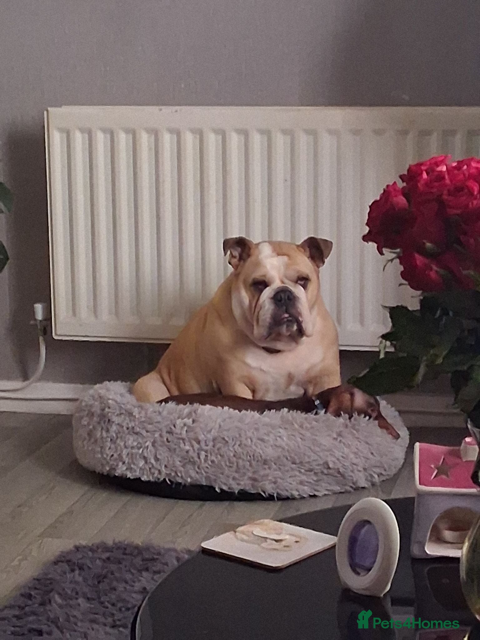 English Bulldog dogs British bulldog  - Advert 1