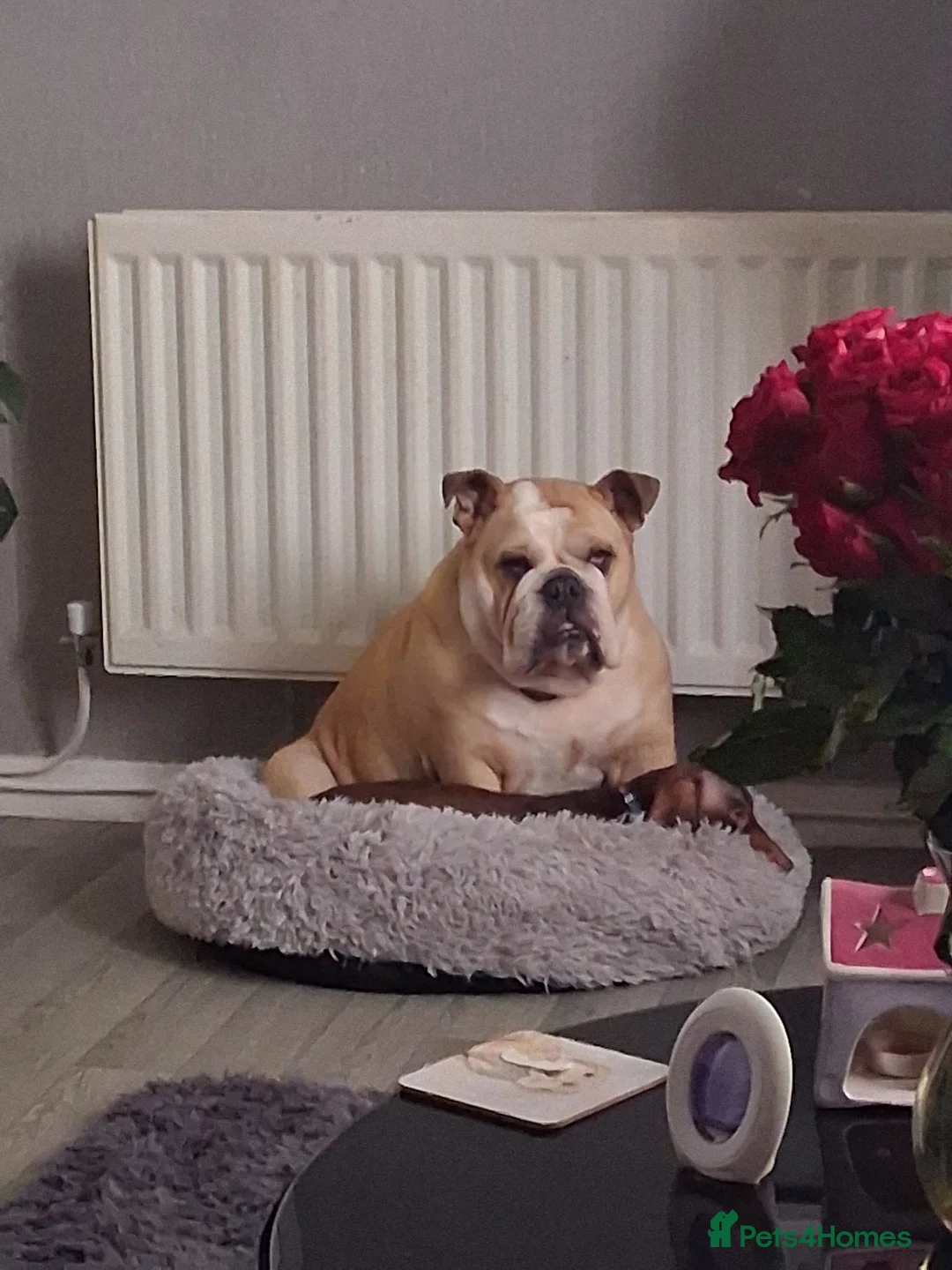 English Bulldog dogs for sale: British bulldog  - Advert 1