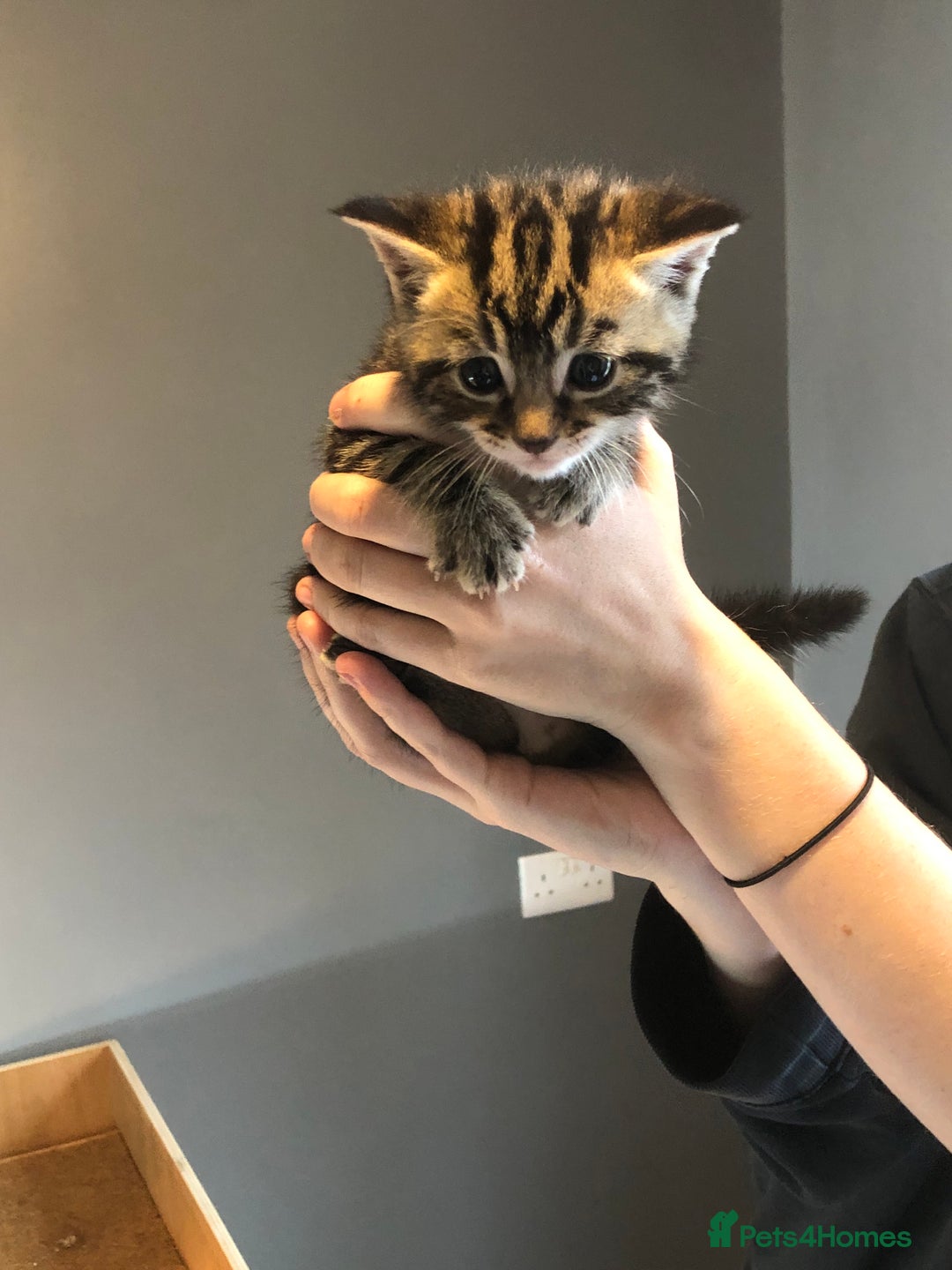 British Shorthair cats for sale: STUNNING AND LOVING BSH x DSH KITTENS - Image 4
