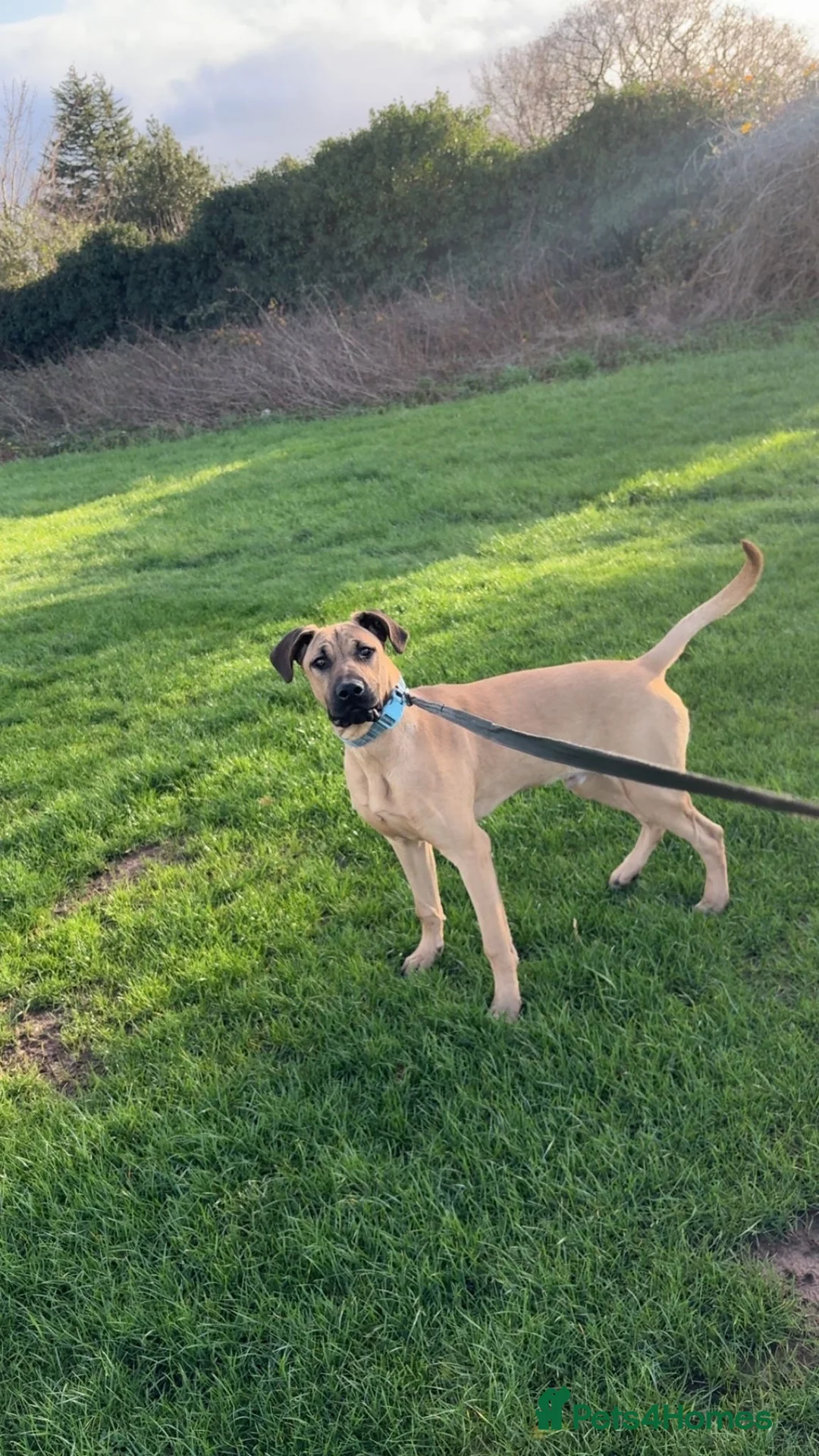 Mixed Breed dogs for sale: Gerrard - Doberman x Presa Canario - Advert 6