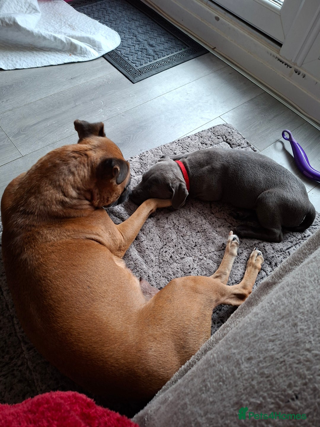 Staffordshire Bull Terrier dogs for sale: 1 female blue staffy ready now - Image 21