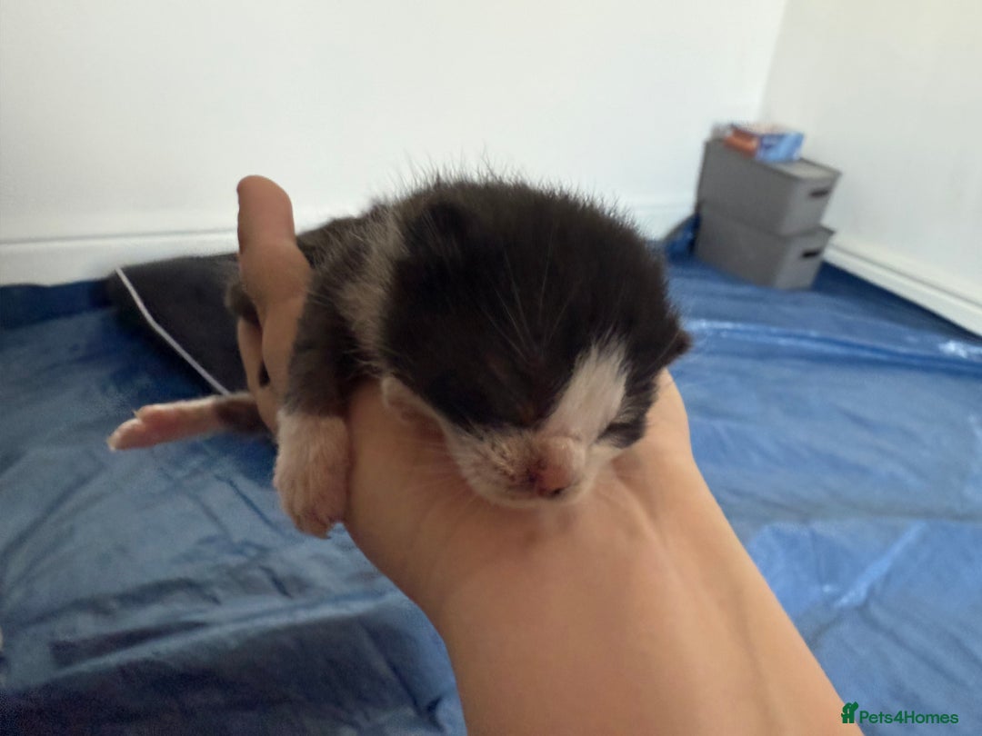 Domestic Shorthair cats for sale: 6 beautiful babies 5 boys and 1 girl - Image 20