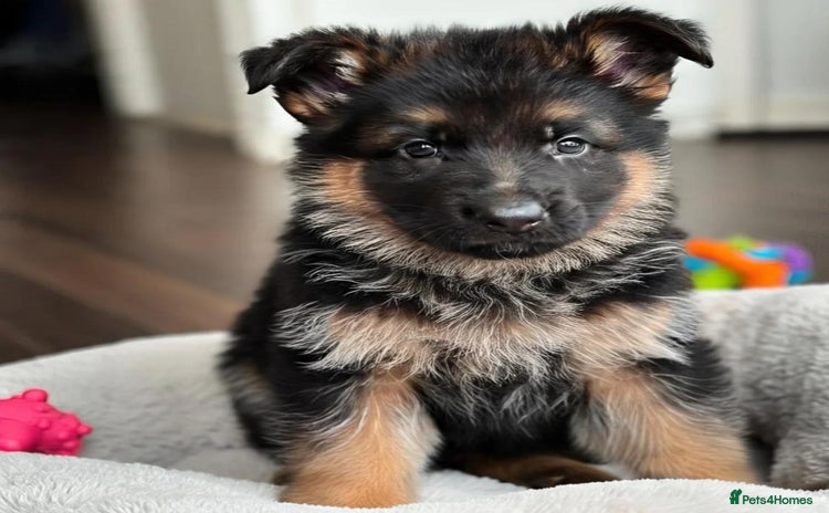 German Shepherd dogs - Advert 1