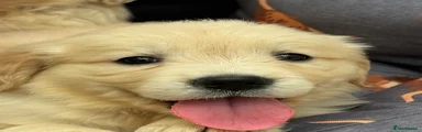 Golden Retriever 4