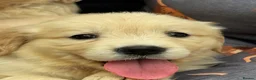 Golden Retriever dogs for sale: TeddyBear Health tested Vaccs KC Golden Puppies - Advert 10