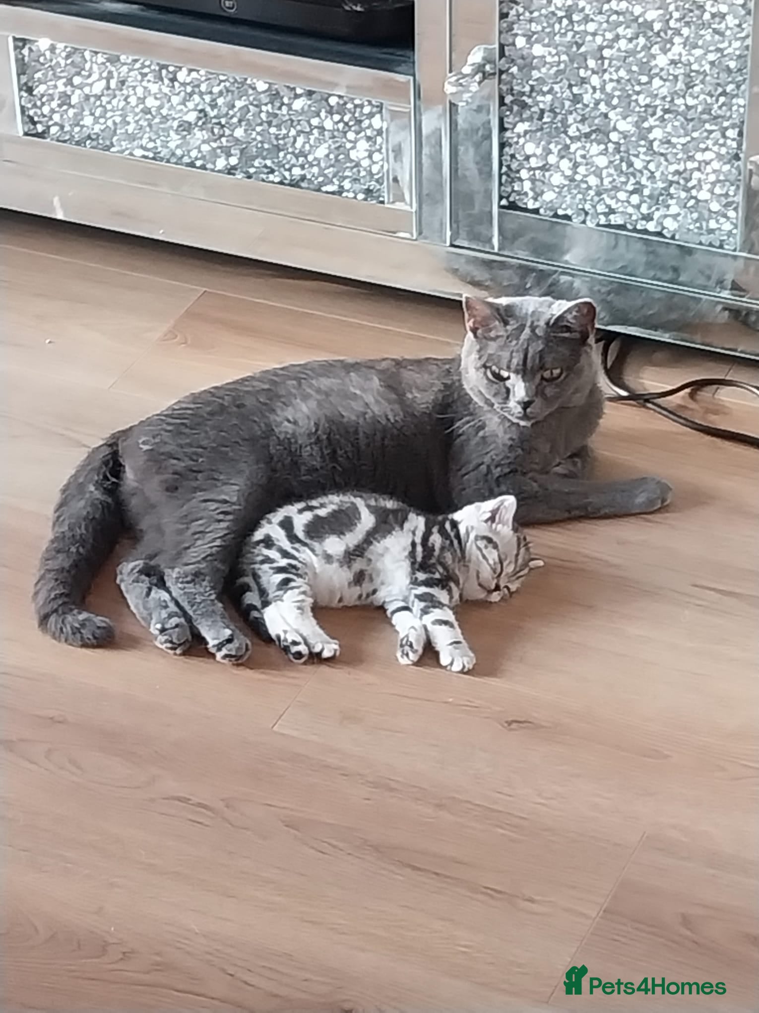 British Shorthair cats BSH FEMALE RARE COLOURS  - Advert 1