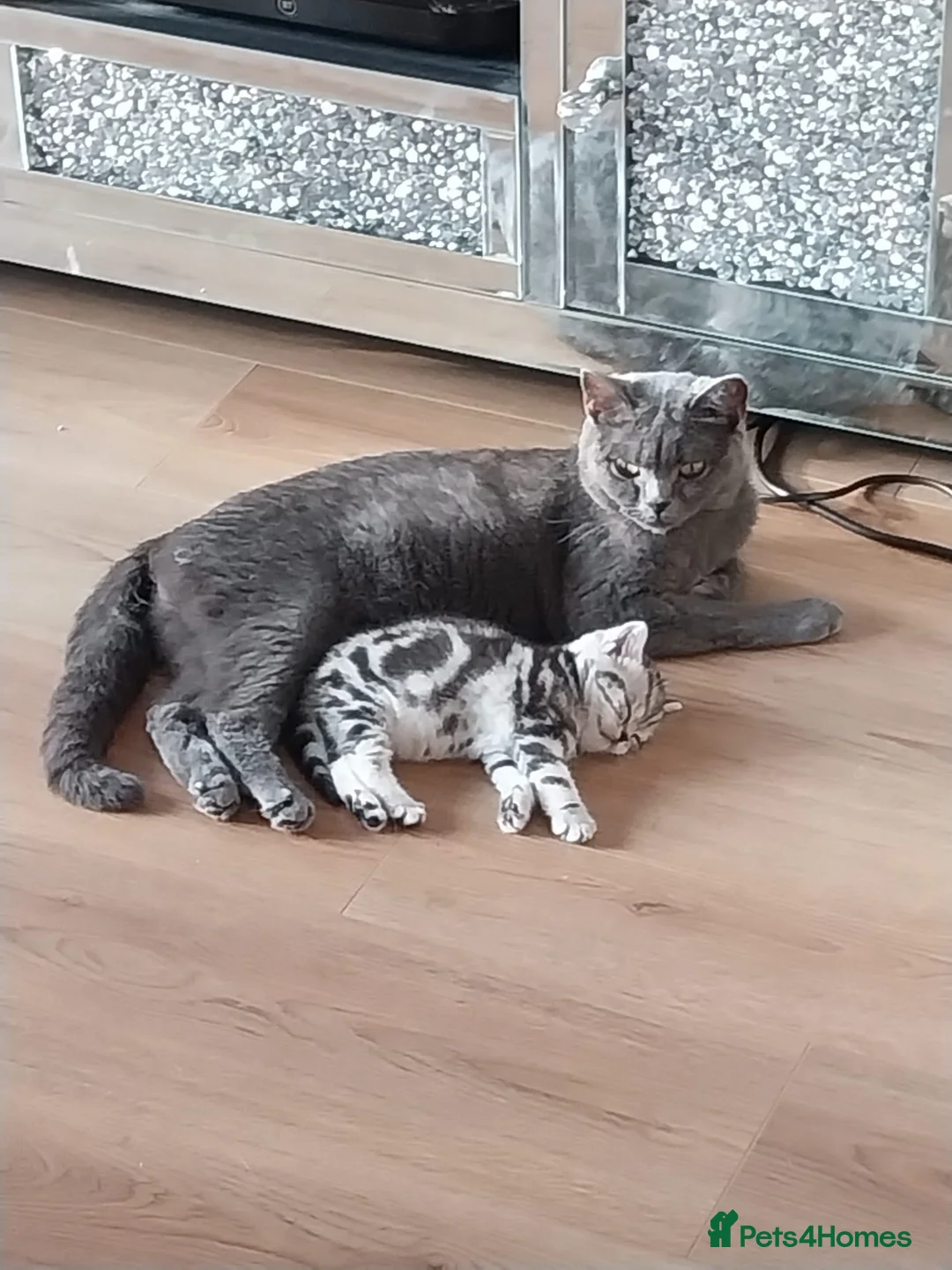British Shorthair cats for sale: Gccf BSH FEMALE RARE COLOURS  - Advert 1
