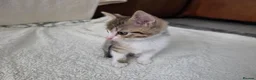 Mixed Breed cats for sale: 🐾 Gorgeous Home-Raised Tabby & White Kittens 🐾 in Rochdale - Advert 3