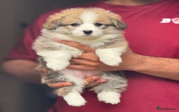 Welsh Corgi Pembroke dogs for sale:  Corgi Pembroke puppies available to loving homes - Image 8