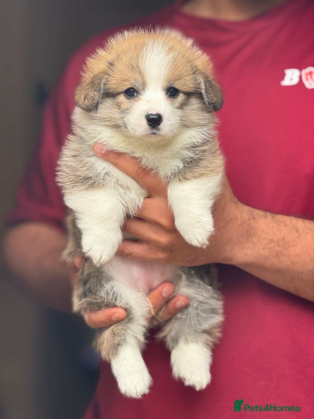 Welsh Corgi Pembroke dogs for sale:  Corgi Pembroke puppies available to loving homes - Image 8