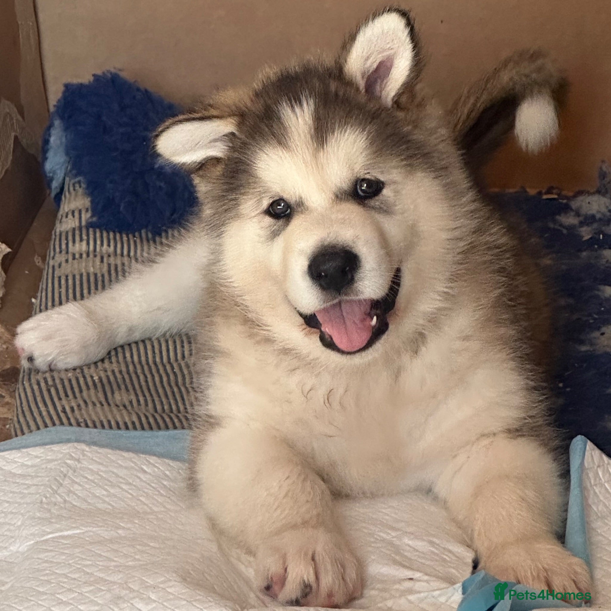 Alaskan Malamute dogs Rare big pure Alaskan Malamute pups - Advert 2
