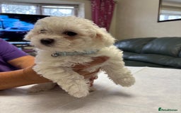 Maltese dogs for sale: Ready to go ! Gorgeous Maltese girls for salee - Image 19