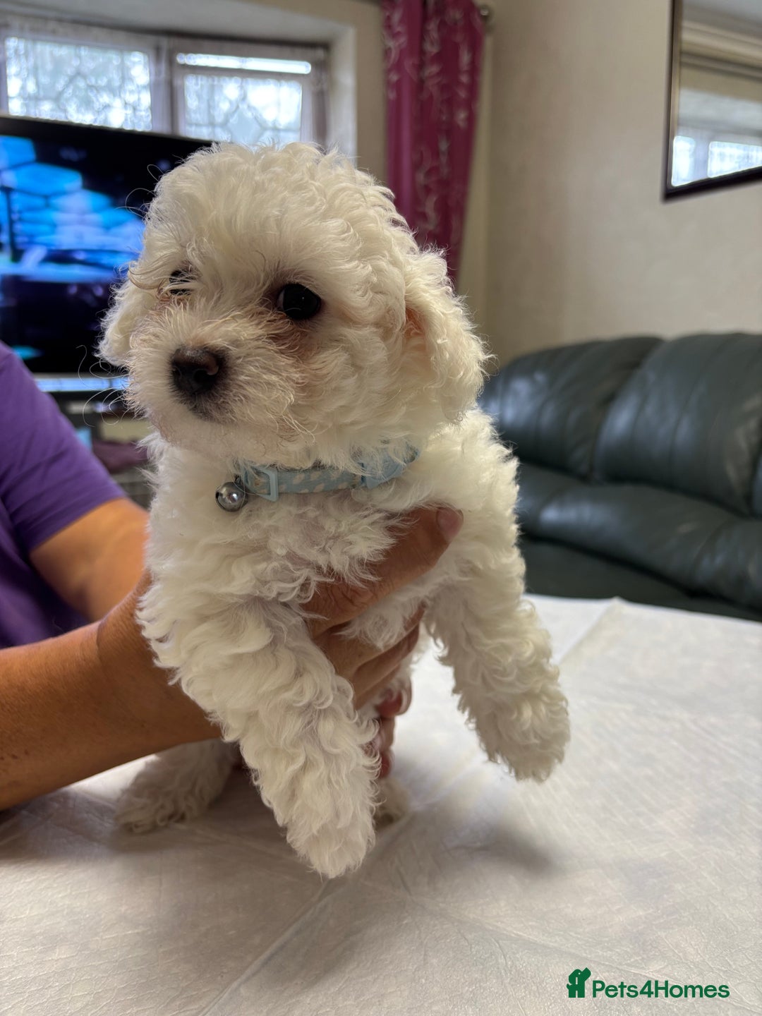 Maltese dogs for sale: Ready to go ! Gorgeous Maltese girls for salee - Image 19