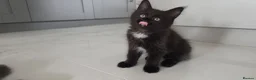 Maine Coon cats for sale: Beautiful Maine Coon Kittens for Sale - Advert 10