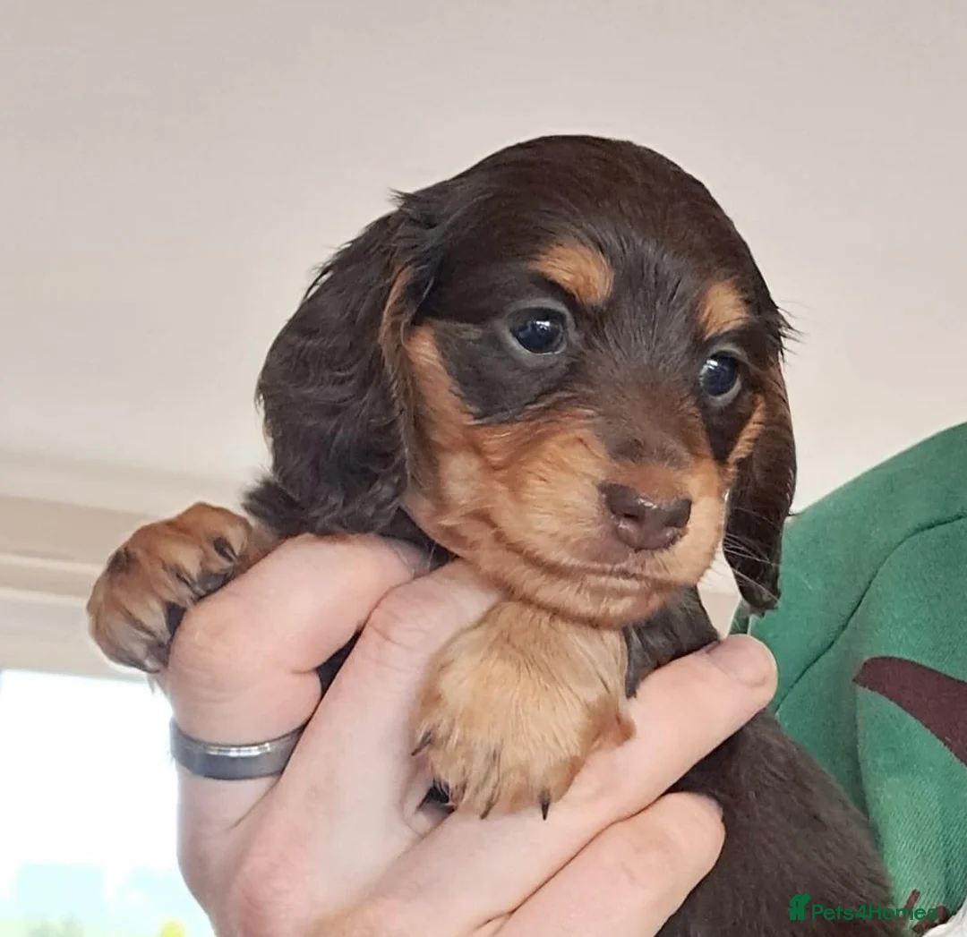 Miniature Dachshund dogs for stud: ee Cream Long Coat Miniature Dachshund Stud in Dalry - Advert 10