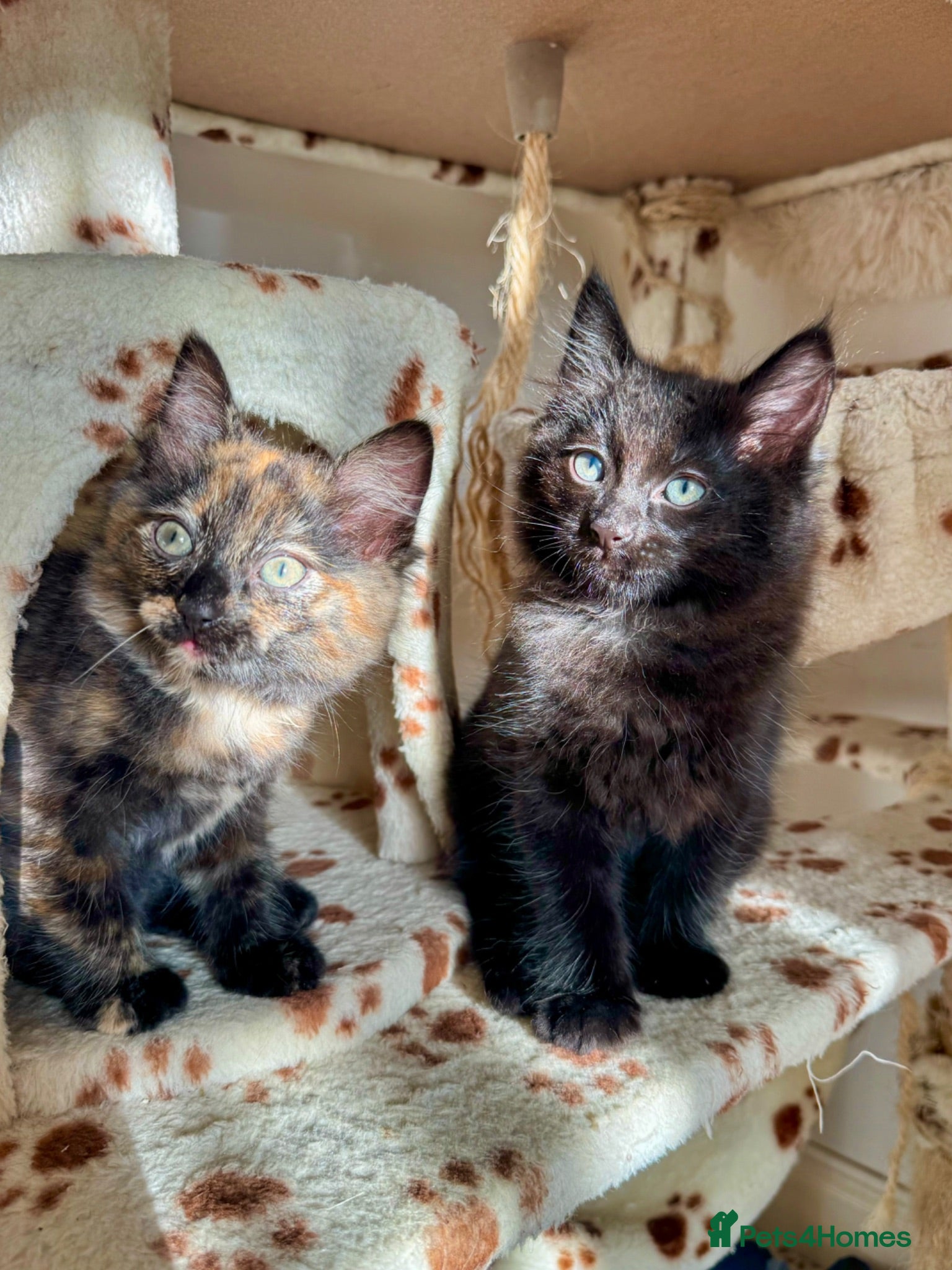 Mixed Breed cats 4 Fluffy kittens are ready to go  - Advert 1