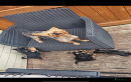 Yorkshire Terrier dogs for sale: Beautiful Yorkshire terrier puppies  - Image 2