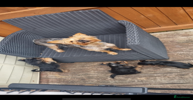 Yorkshire Terrier dogs - Advert 2