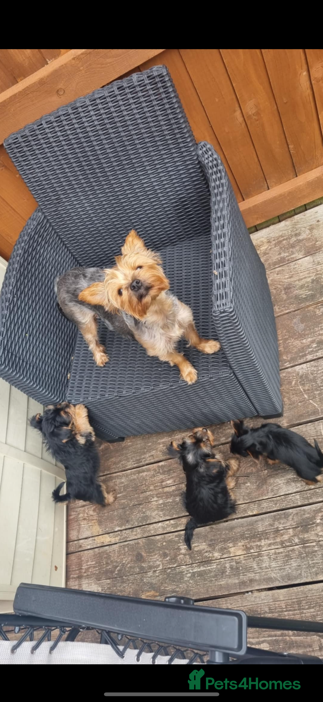 Yorkshire Terrier dogs for sale: Beautiful Yorkshire terrier puppies  - Image 2