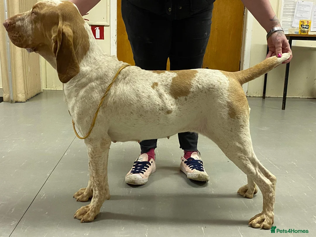 Bracco Italiano dogs for sale: Spring Litter Planned  - Advert 5
