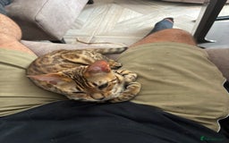 Bengal cats for sale: Two stunning Bengal kittens  - Image 17