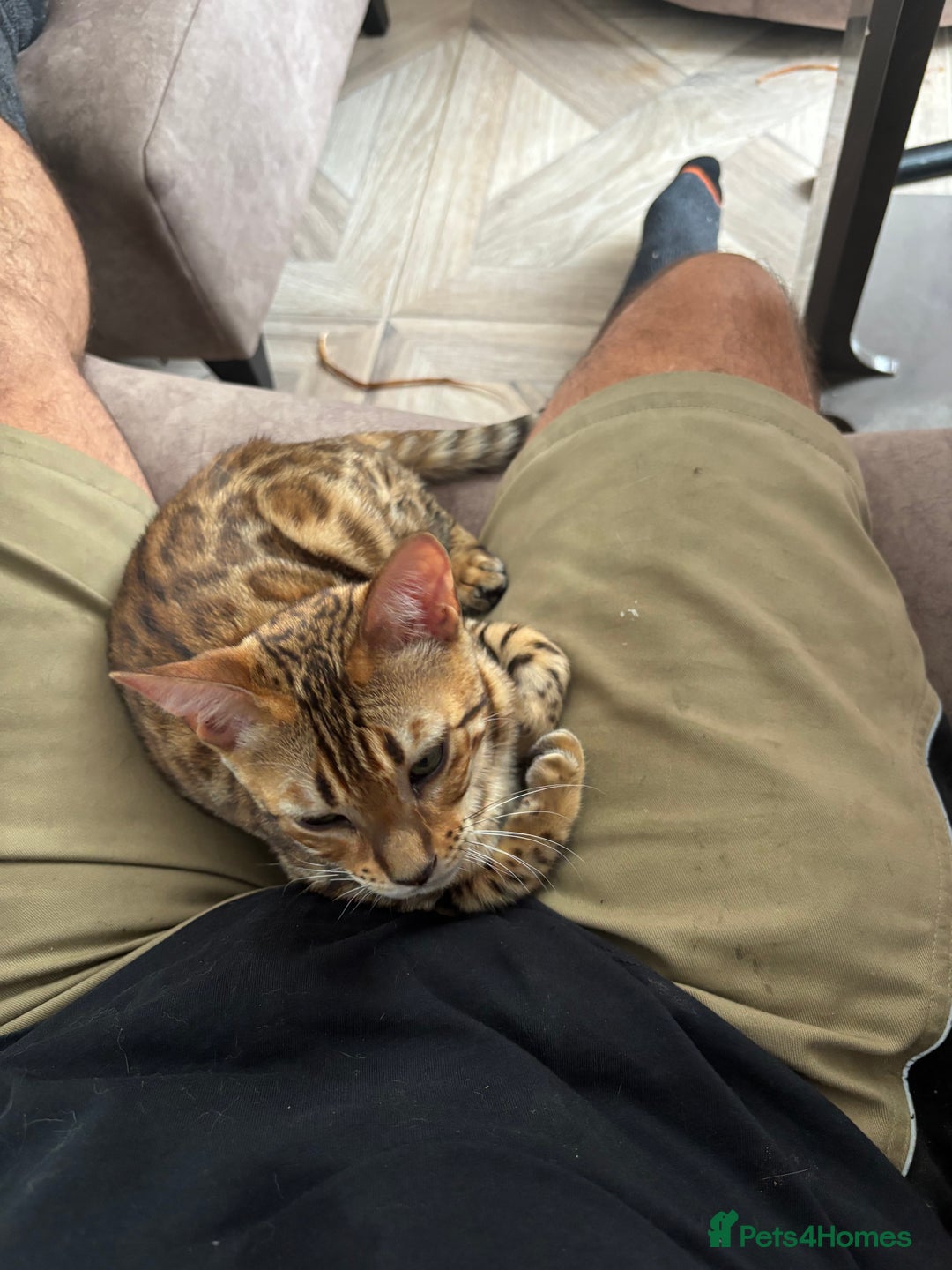 Bengal cats for sale: Two stunning Bengal kittens  - Image 17