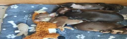 Chihuahua dogs for sale: Short Haired Chihuahua Apple Head KC Reg Puppies - Advert 5