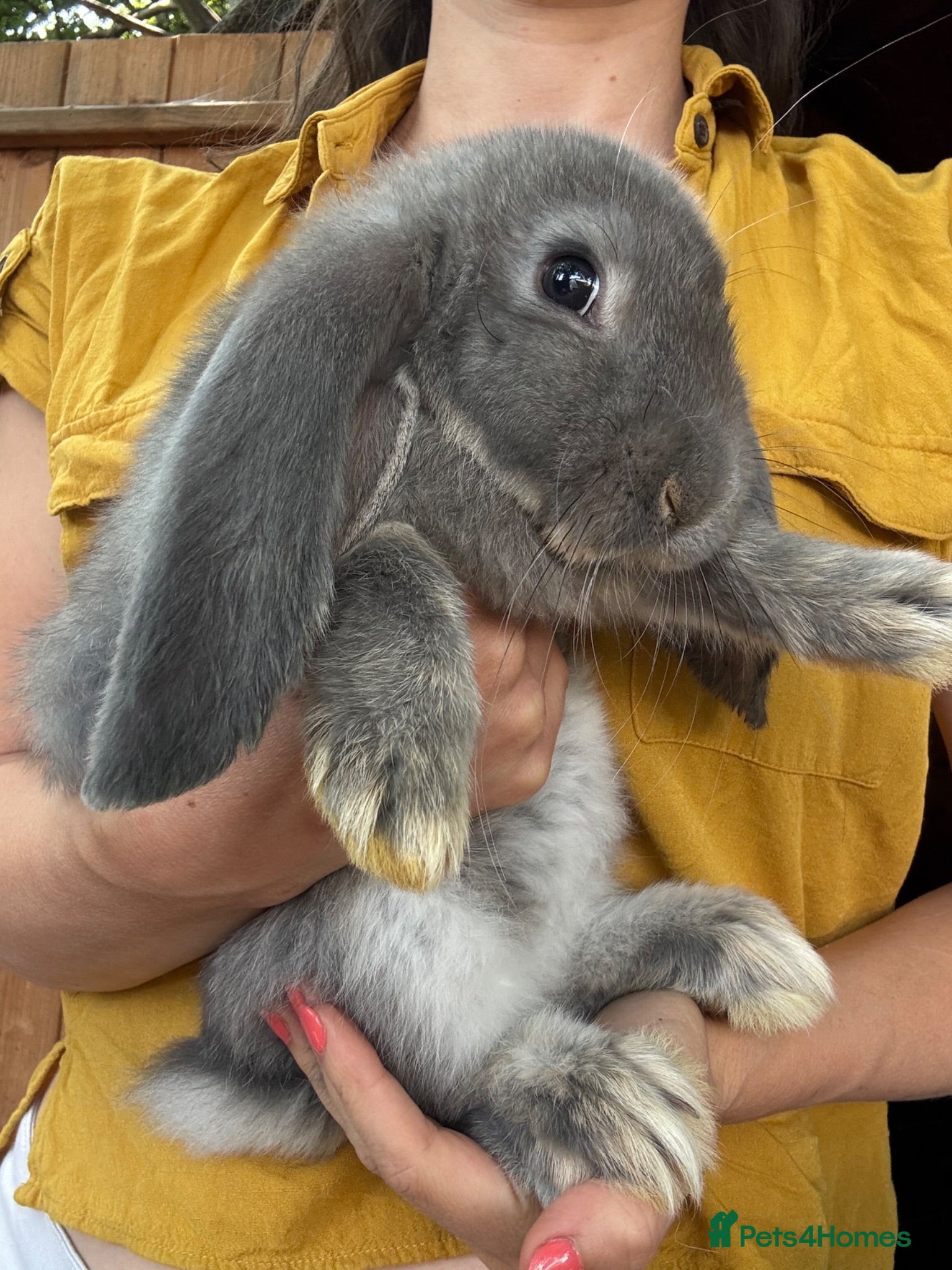 French Lop rabbits Ready Soon • Quality French Lop Bunnies - Advert 2