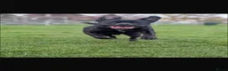 Cane Corso dogs for sale: Jorgie’s Story - Advert 2