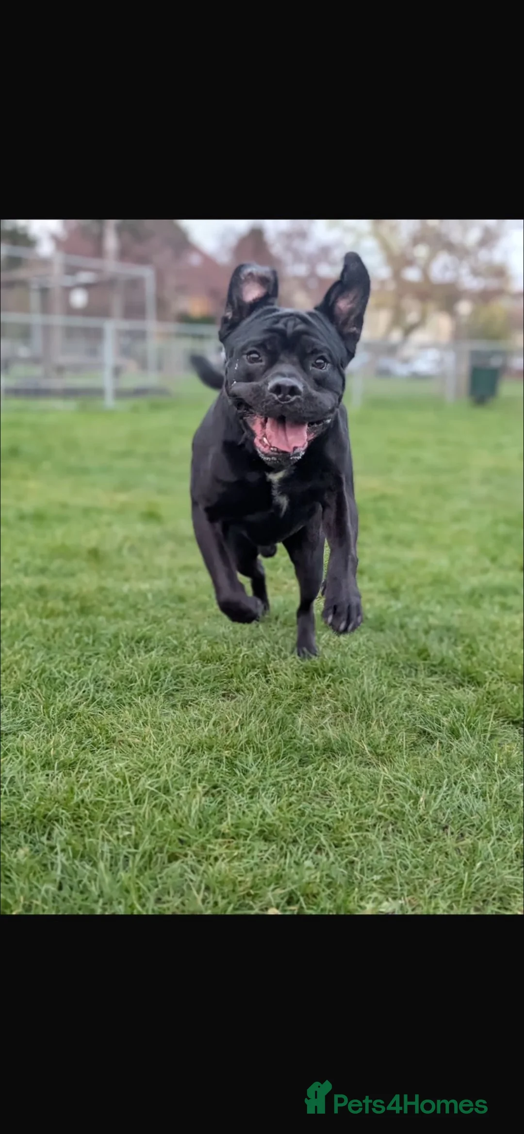 Cane Corso dogs for sale: Jorgie’s Story - Advert 2