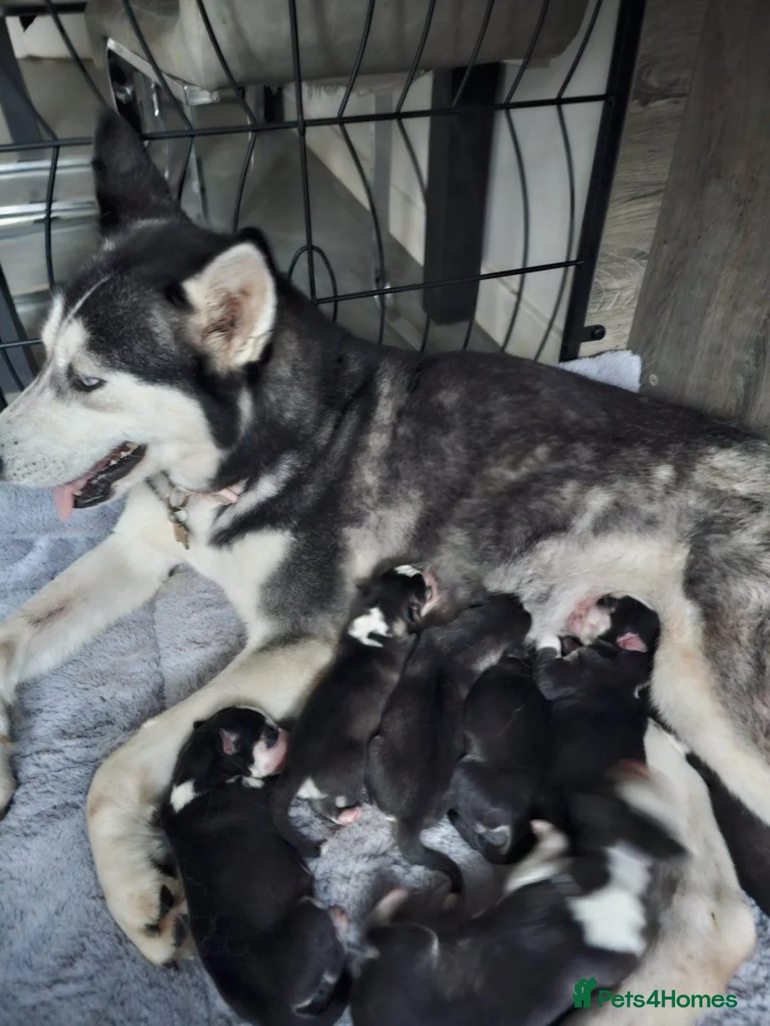 Siberian Husky dogs for sale: lovely pure breed husky puppies, ready to go in London - Advert 2