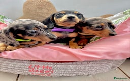 Miniature Dachshund dogs for sale: ✨ Adorabla Mini Kc PRA clear ready now  ✨✨ - Image 9