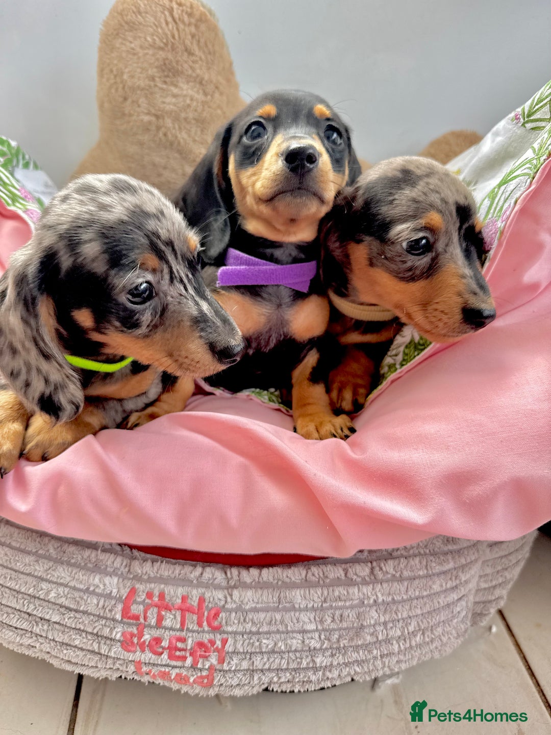 Miniature Dachshund dogs for sale: ✨ Adorabla Mini Kc PRA clear ready now  ✨✨ - Image 9